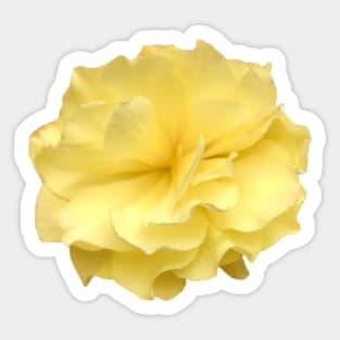 Yellow Double Begonia Close-up Sticker